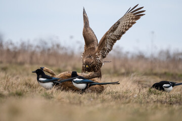 common buzzard standing alone