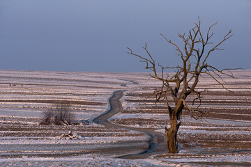 Drzewo w Sułoszowej © piotrwolak