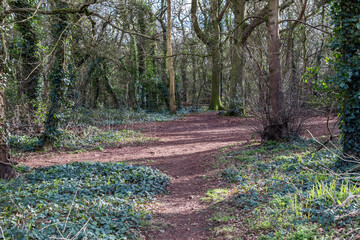 A woodland path in Weston Woods in Weston-super-Mare, UK