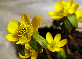 Yellow flowers of winter aconite