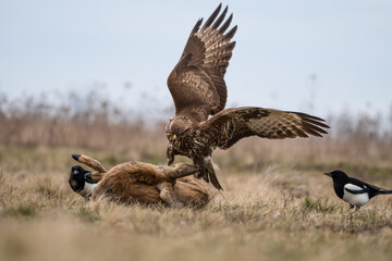 common buzzard standing alone