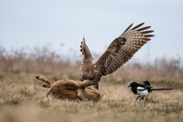common buzzard standing alone