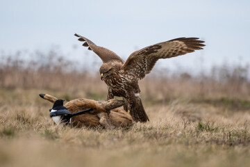 common buzzard standing alone