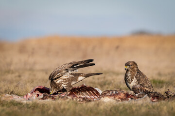 common buzzard standing alone