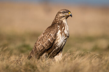 common buzzard standing alone