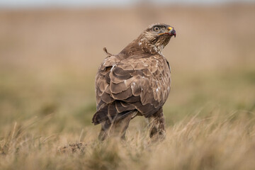 common buzzard standing alone