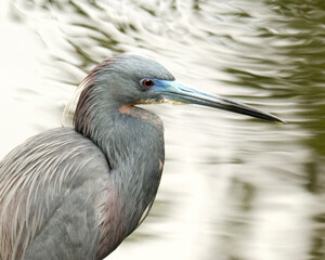 Tricolored Heron
