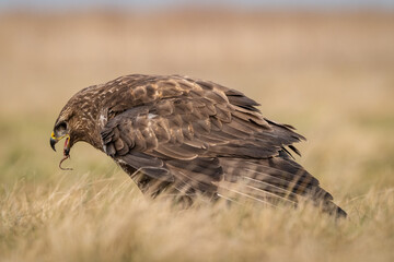 common buzzard standing alone