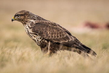 common buzzard standing alone