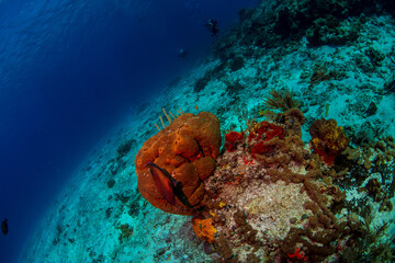 Sponges on the reef