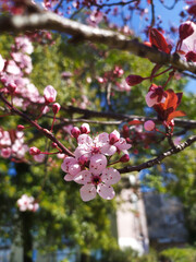 Branch of an apricot tree with a beautiful pale white pink flowers in the springtime