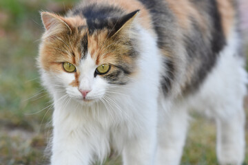Cat walking and looking at camera