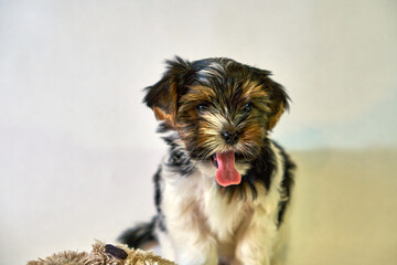The puppy yawns and stuck out his tongue a small Yorkshire terrier. Small dog on a white background with a cute bow. A romantic photo with a pet and a baby animal. High quality photo