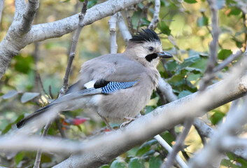 Jaybird standing on a branch