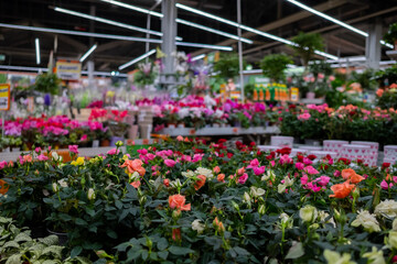 Selective focus on multi-colored potted rose flowers on a counter in a garden store. Sale of garden flowers before the start of the spring season.