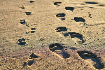 Fototapeta na wymiar Footprints in the sand. The feet of the mother and child walk along the shore. Summer memories. beach by the sea. High quality photo