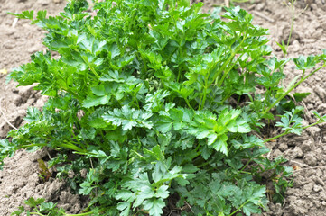 Parsley grows in open ground