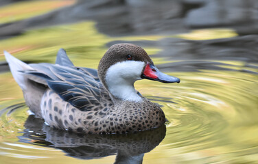 Fototapeta premium Duck swimming on a lake