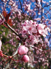 Branch of an apricot tree with a beautiful pale white pink flowers in the springtime