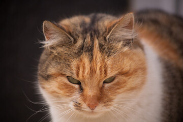 Beautiful domestic cat. Portrait of a cat. Cat.