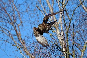 fliegender Mäusebussard (Buteo buteo) // flying Common Buzzard (Buteo buteo)
