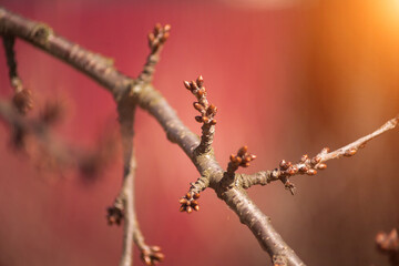 Young buds in spring. Spring symbol in nature. Spring. Background for your works. 