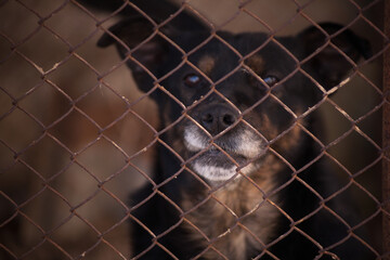 Aggressive dog in a cage. Dog in a cage. 