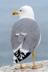 White and grey seagull