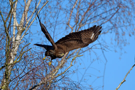 Buizerd Bilder Durchsuchen 335 Archivfotos, und Videos