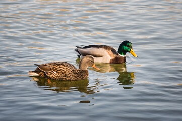 Pareja de patos salvajes nadando en el agua de un lago natural