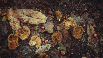 Waldboden