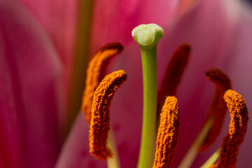 Close-up lily pestle