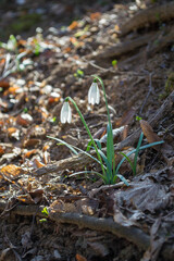 beautiful fresh snowdrop in spring