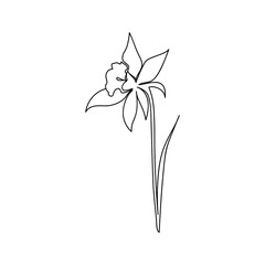 Daffodil flower drawn by one line on white. Vector illustration in graphic style.