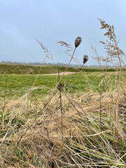 birds on nest