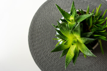 Succulent plant in a pot - white background