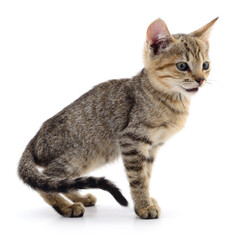 Kitten on white background.