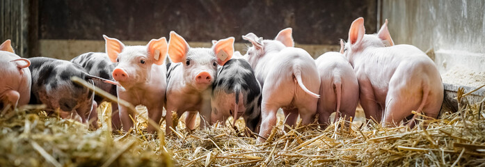 Alternative Schweinehaltung - eine Gruppe niedlicher Ferkel in einer Bucht mit Stroheinstreu, Symbolfoto. © Countrypixel