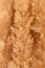Dry fluffy grass bush.