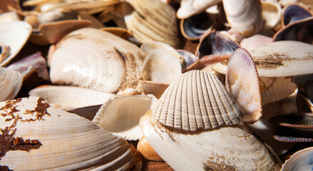 Shells, many small shells heaped together forming a beautiful background, selective focus.