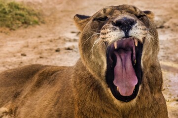 Zoom de cerca de una leona hembra (Panthera leo) abriendo la boca y rugiendo - obrazy, fototapety, plakaty