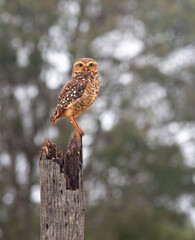 Burrowing Owl - Athene cunicularia - in the tree attentive taking care of its burrow and its young