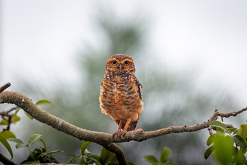 Burrowing Owl - Athene cunicularia - in the tree attentive taking care of its burrow and its young