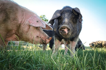 Outdoor - Schweinehaltung, Sauen auf der Weide im Sonnenschein, landwirtschatliches Symbolfoto.