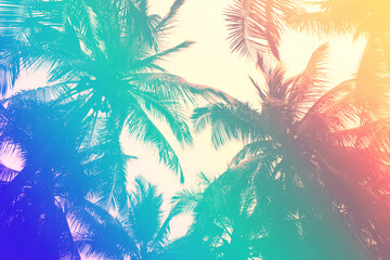 Fototapety  Tropical palm leaf background with an 80s style turquoise to pink gradient
