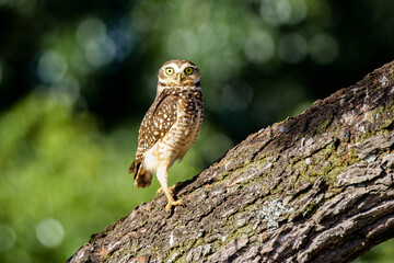Burrowing Owl - Athene cunicularia - in the tree attentive taking care of its burrow and its young