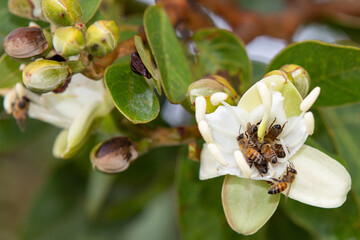 Jatobá flowers Hymenaea courbaril  with African bees and European plolinizing bees inside,. exotic plant typically Brazilian