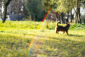 Obraz na płótnie Canvas small dog running through the grass on a spring afternoon at sunset