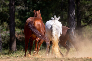 three horses of different colors running seen from behind