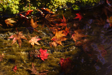 autumn leaves fall Kyoto Japan